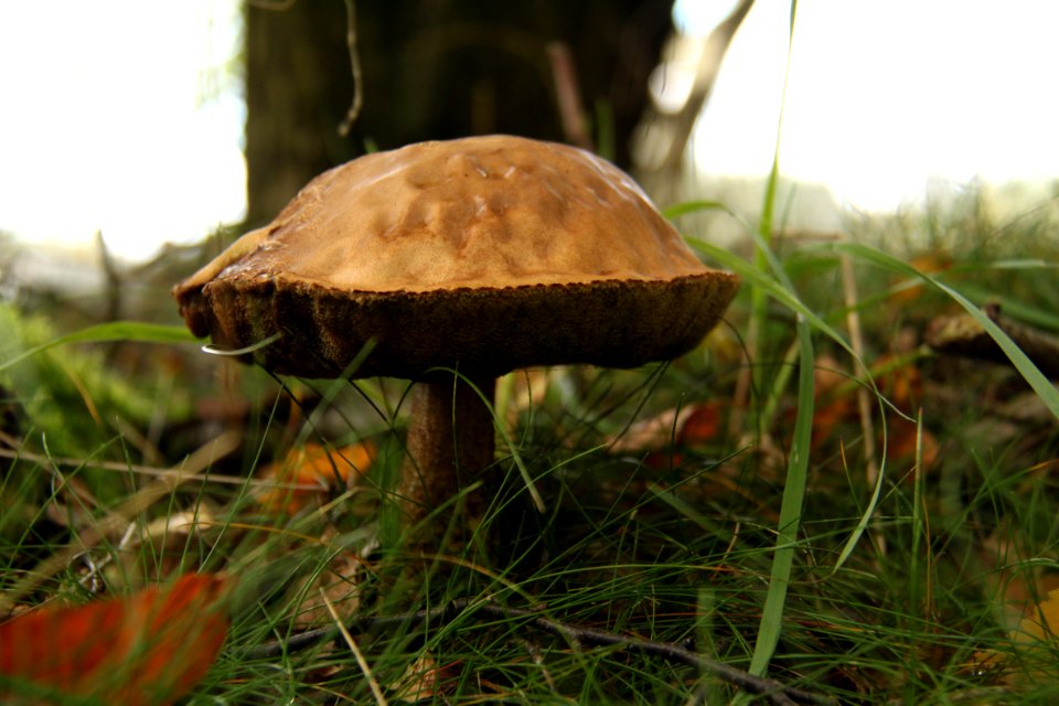 Pilze 2010-09-25-4334