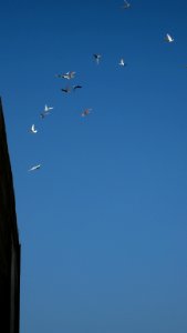 Pigeon racing - afternoon - Nishapur 07