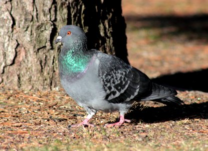 Pigeon Hupisaaret Oulu 20140426