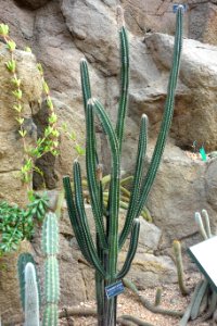 Pilosocereus royenii - Brooklyn Botanic Garden - Brooklyn, NY - DSC08052
