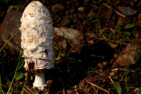 Pilze 2010-09-25-4331