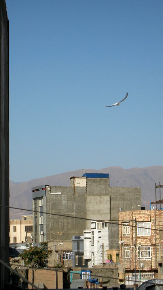 Pigeon racing - afternoon - Nishapur 03