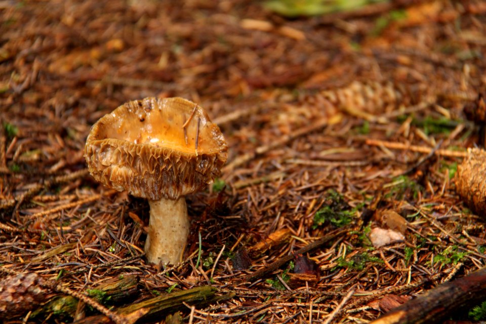 Pilze 2010-09-25-4297