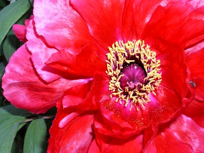 Flower peony close up photo