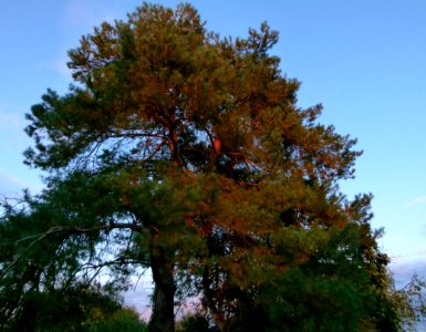 Pin - Loir et Cher