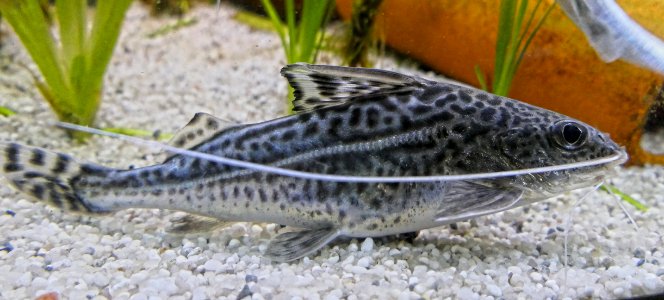 Pimelodus pictus lateral