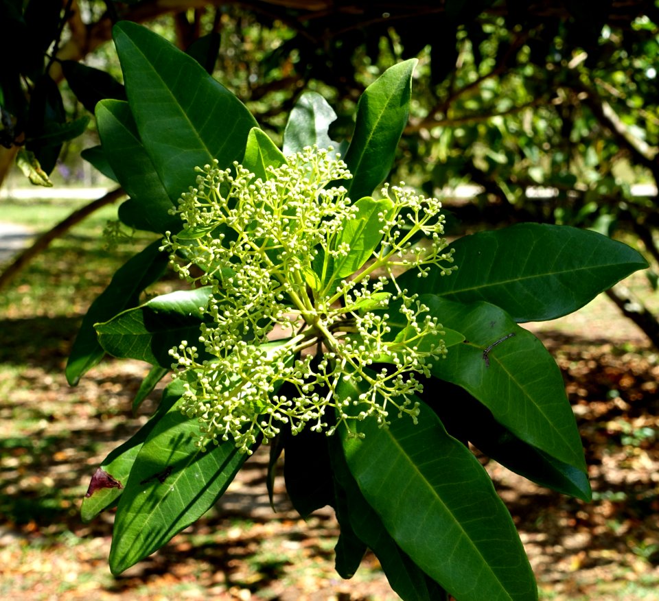 Pimenta dioica (Pimenta officinalis) - Fruit and Spice Park - Homestead, Florida - DSC08973