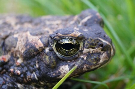European frog toad photo