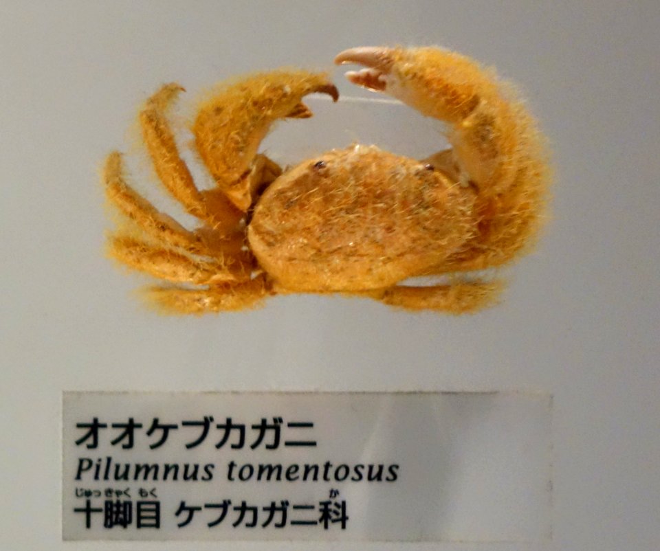 Pilumnus tomentosus - National Museum of Nature and Science, Tokyo - DSC07549-001