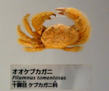 Pilumnus tomentosus - National Museum of Nature and Science, Tokyo - DSC07549-001