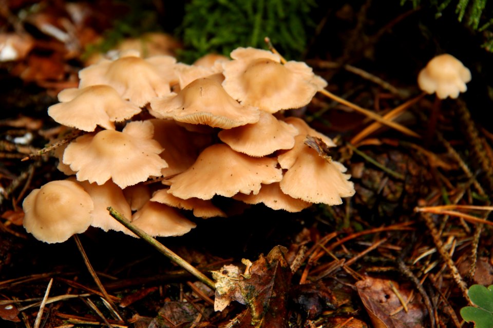 Pilze 2010-09-25-4319