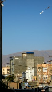 Pigeon racing - afternoon - Nishapur 04