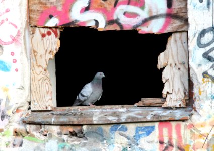 Pigeon Sahansaari Oulu 20130908