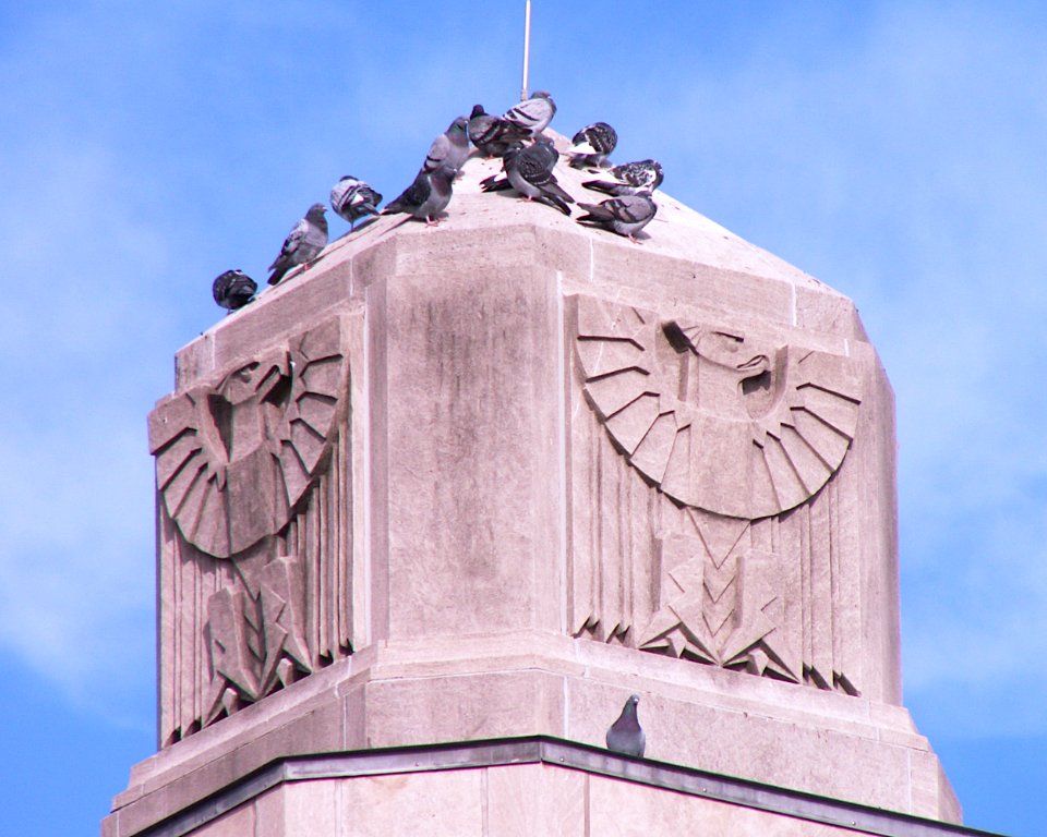 Pigeons, Mt. Lebanon Municipal Building, 2020-11-12