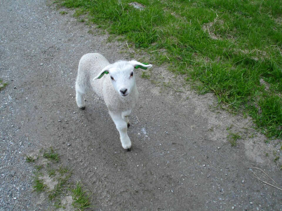 Comely northern norway grazing