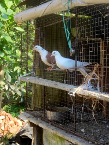 Pigeon कबुतर পায়রা photo