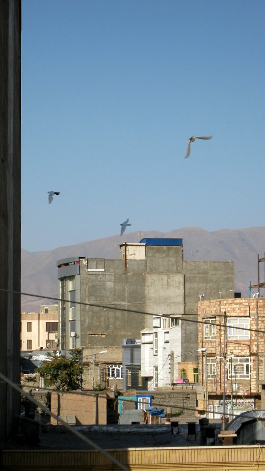 Pigeon racing - afternoon - Nishapur 01