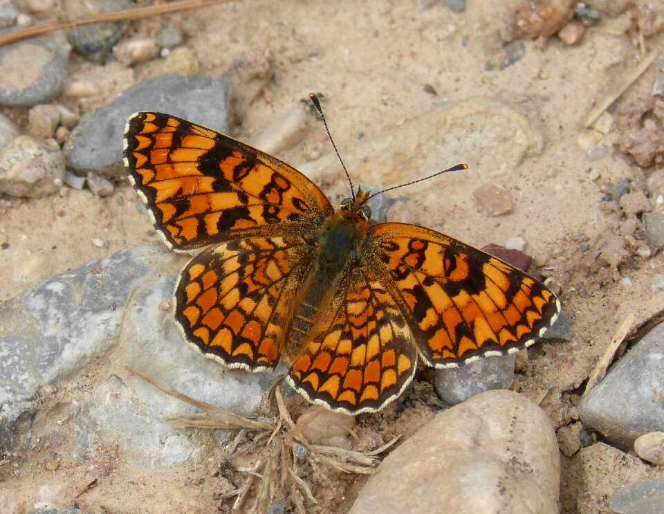 Damer of the centàurea orange butterfly detail photo