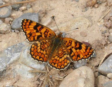 Damer of the centàurea orange butterfly detail