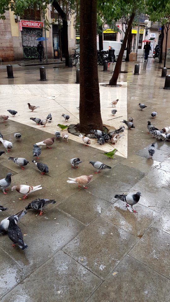 Pigeons and parrots Plaça del Dubte - 2