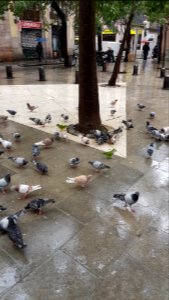 Pigeons and parrots Plaça del Dubte - 2