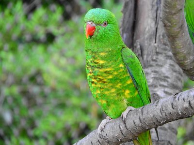 Lori parrot green bird photo