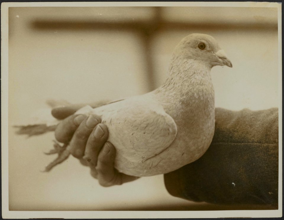 Pigeons on military Duty in France. Wireless a very clever bird, Bestanddeelnr 158-2826