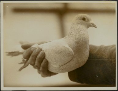 Pigeons on military Duty in France. Wireless a very clever bird, Bestanddeelnr 158-2826