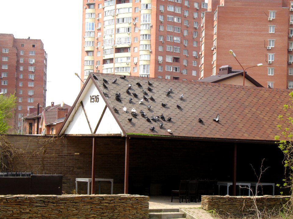 Pigeons at Hof roof