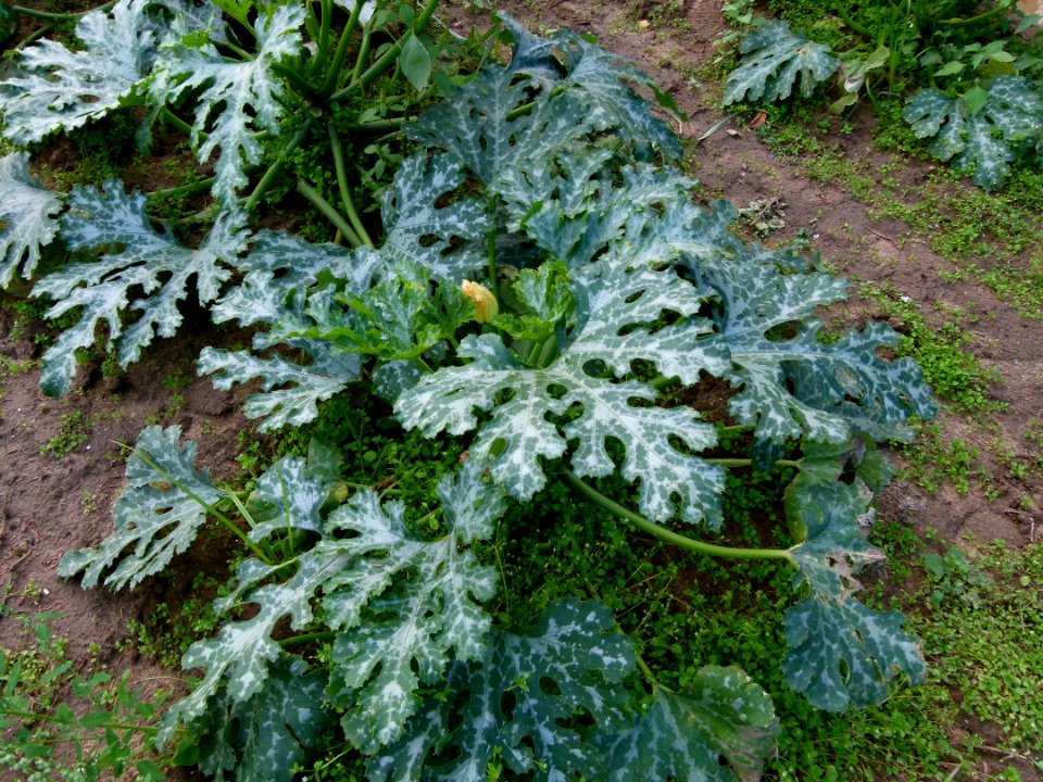 Pieds de courgettes