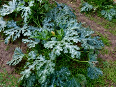 Pieds de courgettes