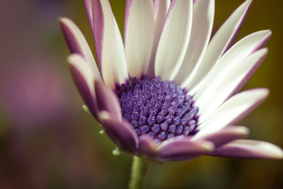 Bornholm marguerite flower white blue photo