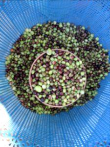 Pigeon peas fresh marketed 2
