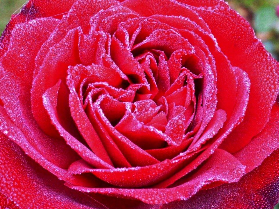 Blossom bloom petals