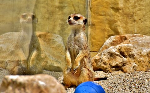 Curious animal nature