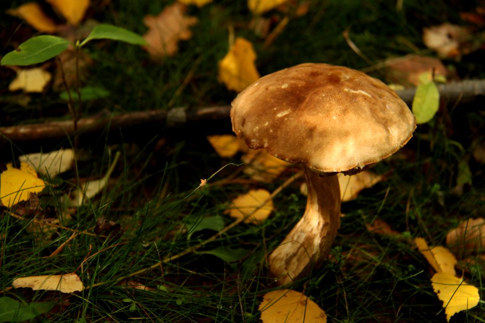 Pilze 2010-09-25-4333