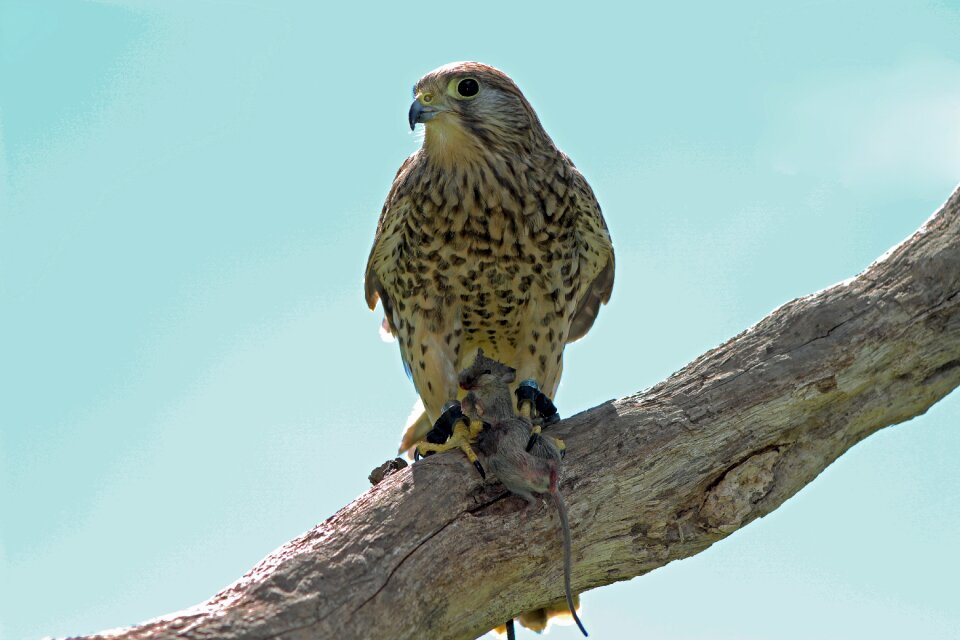 Nature wildlife prey