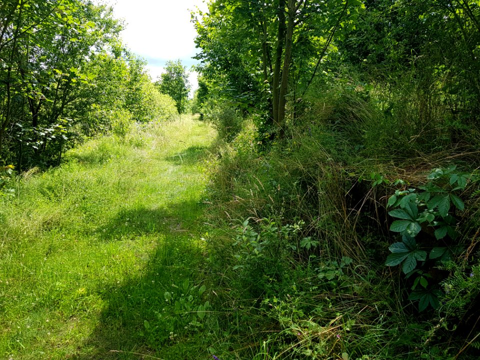 Pietrowice Głubczyckie (5)