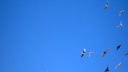 Pigeon racing - afternoon - Nishapur 08
