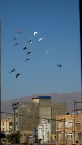 Pigeon racing - afternoon - Nishapur 05