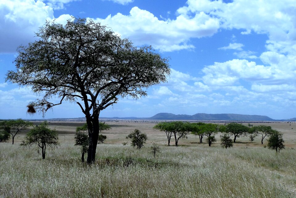 Serengeti safari grassland