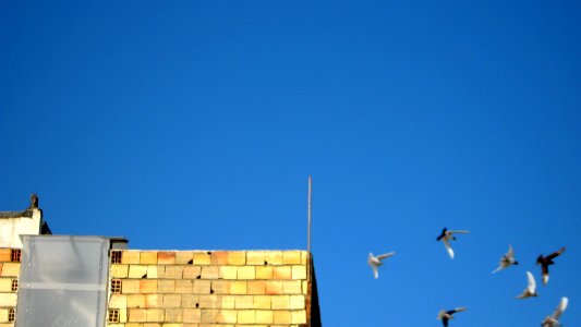 Pigeon racing - afternoon - Nishapur 14