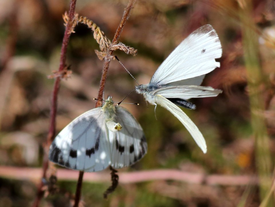 Pieris napi Haukipudas Oulu 20190804 04