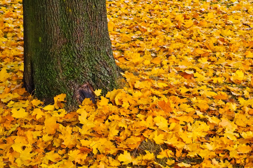 Leaves golden october golden