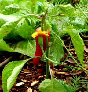 Piment Japaleno