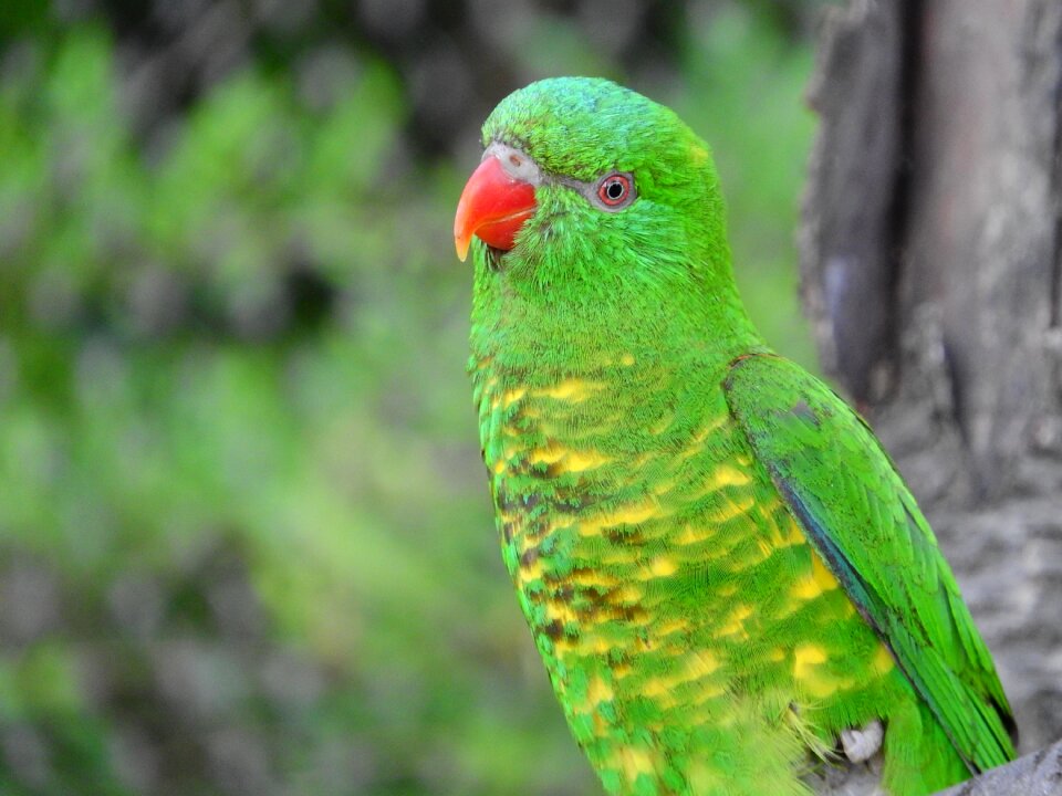 Lori parrot green bird