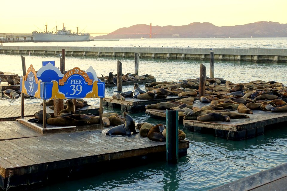 Pier 39 - San Francisco, CA - DSC03495