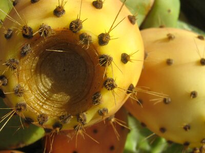 Cactus greenhouse fruit plant
