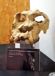 Pierolapithecus catalaunicus (Kopie)