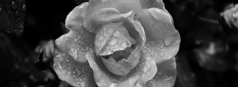Rose bloom beaded water photo